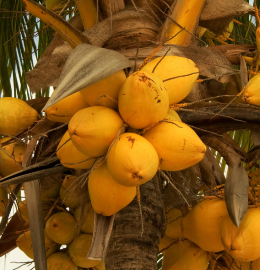 Shivu Aboutus product img (1)